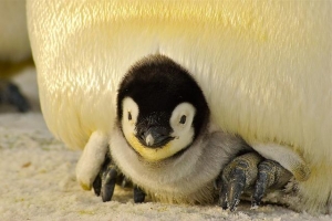 Two newborn chicks to become the part of penguin's colony in Pennsylvania Zoo